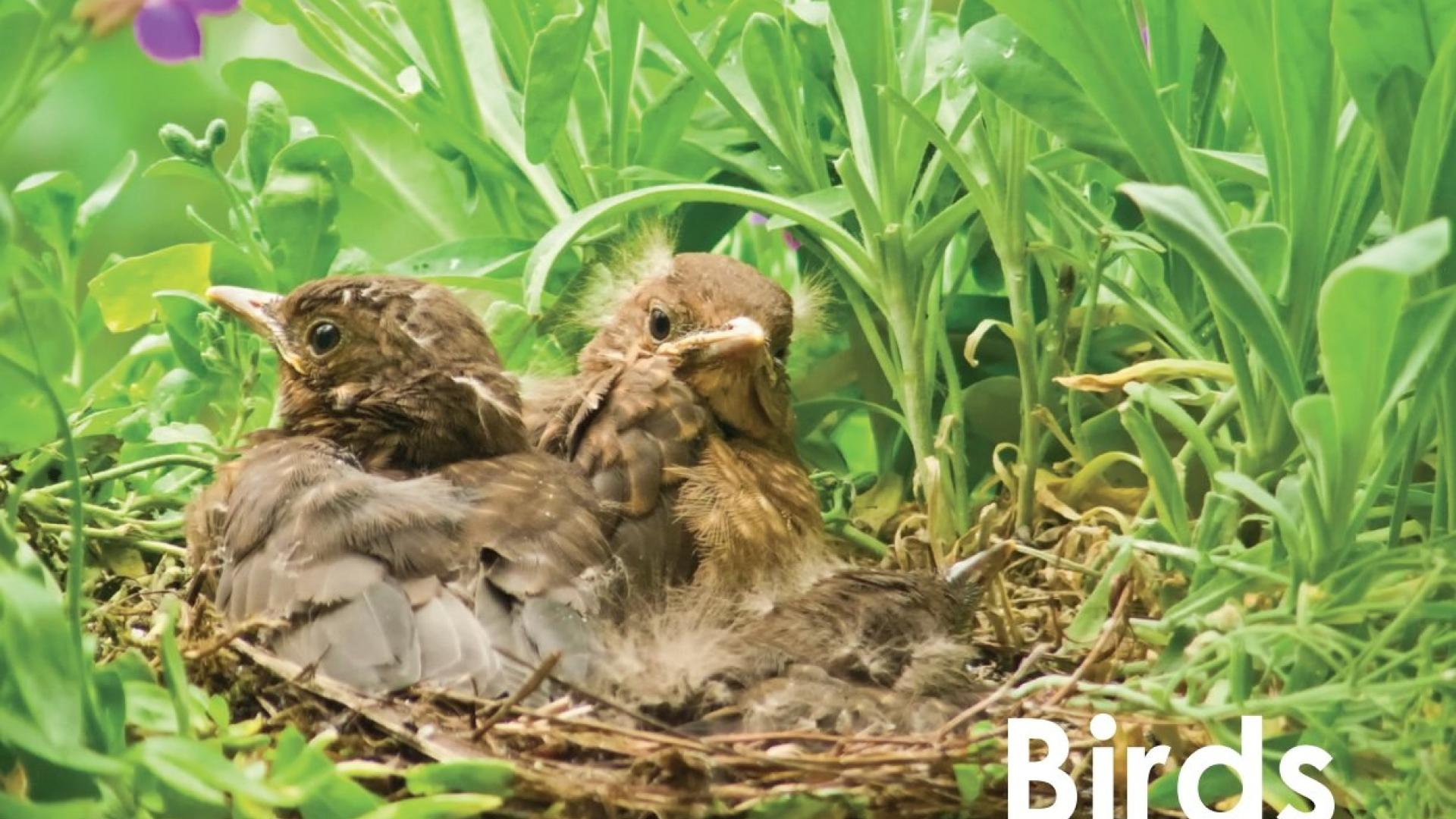In the spring and summer, Animal Control often receives calls for birds that are on the ground and seem not able to fly. More often than not these birds are fledglings.