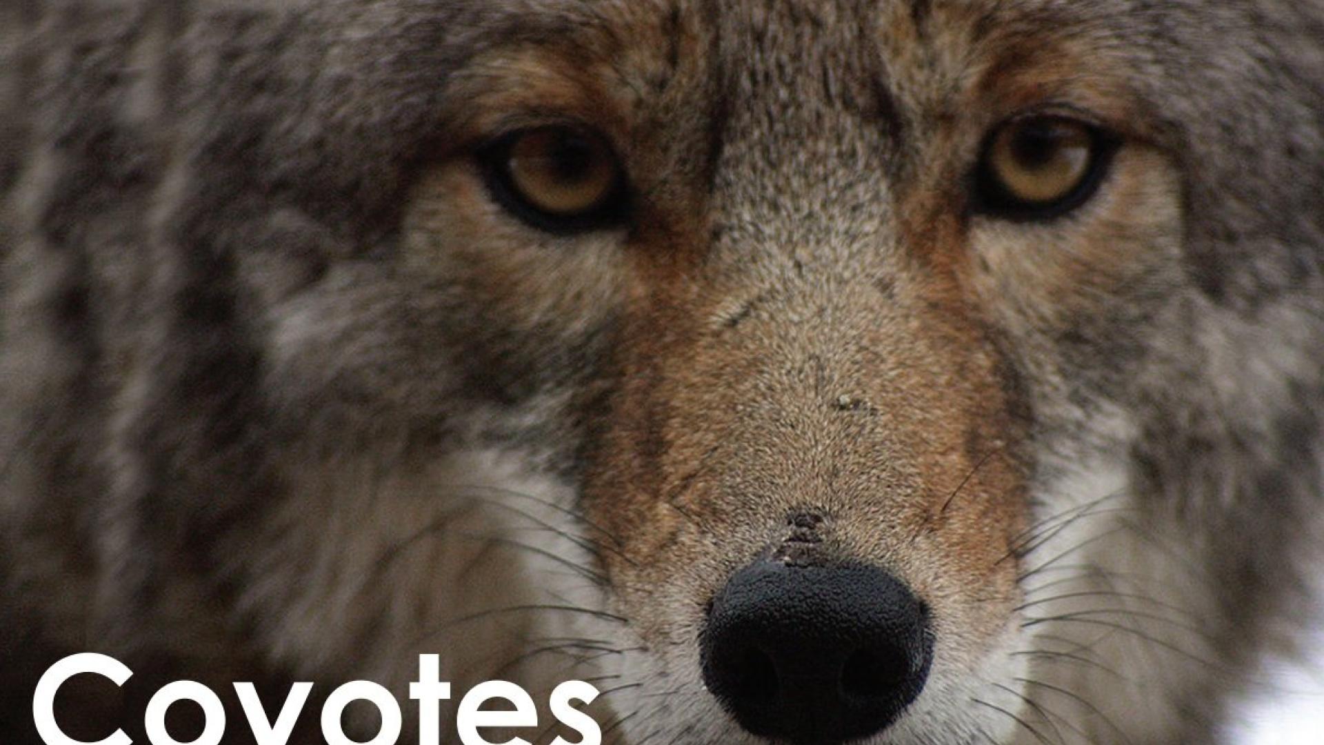 Coyotes are a natural predator in Colorado, and fill a need in keeping smaller animal populations in check. The best solution for coyotes is to learn to coexist with them.