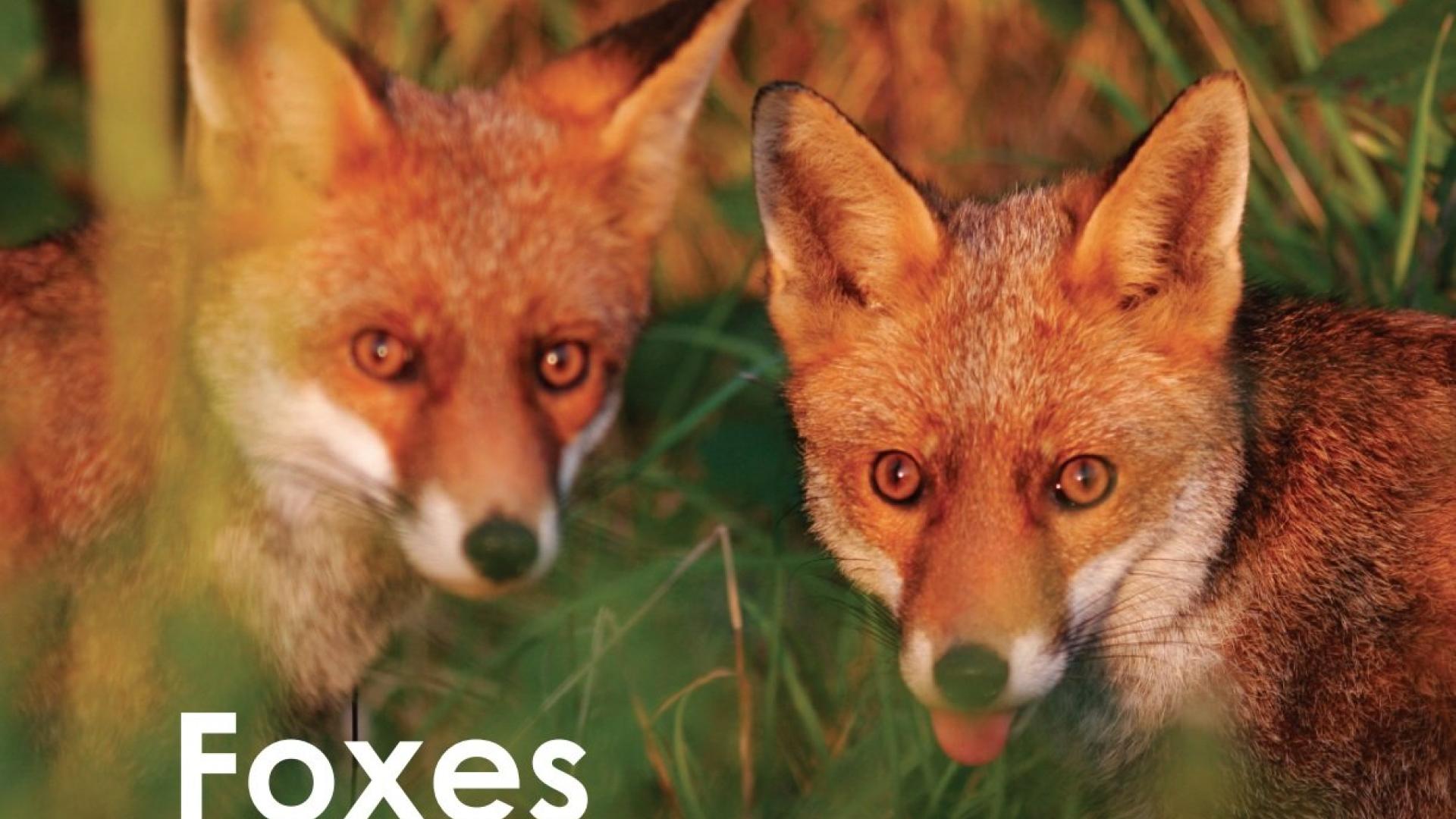 The most common fox seen in Colorado is the Red Fox, however the Gray Fox has been spotted in our city as well.