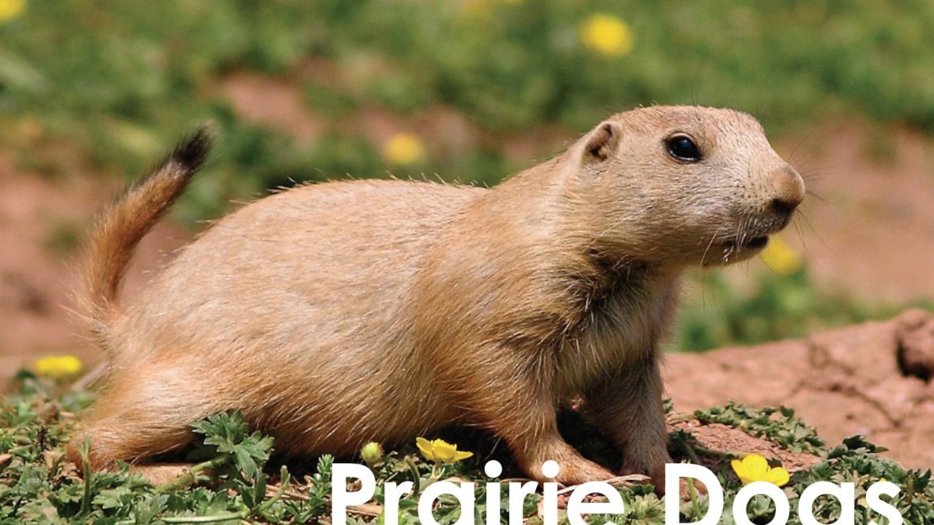 The most common prairie dog in Thornton is
the Black-Tailed Prairie Dog. These are the little tan animals commonly seen in short grass fields throughout the city.