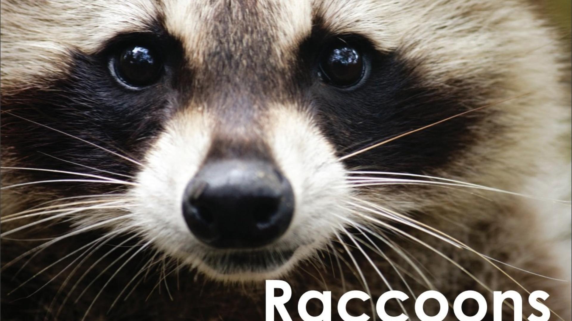 Raccoons are a familiar sight to most people, with their bushy ringed tail and black face mask. They can get to be quite large, and have been seen in Thornton up to 30 pounds.