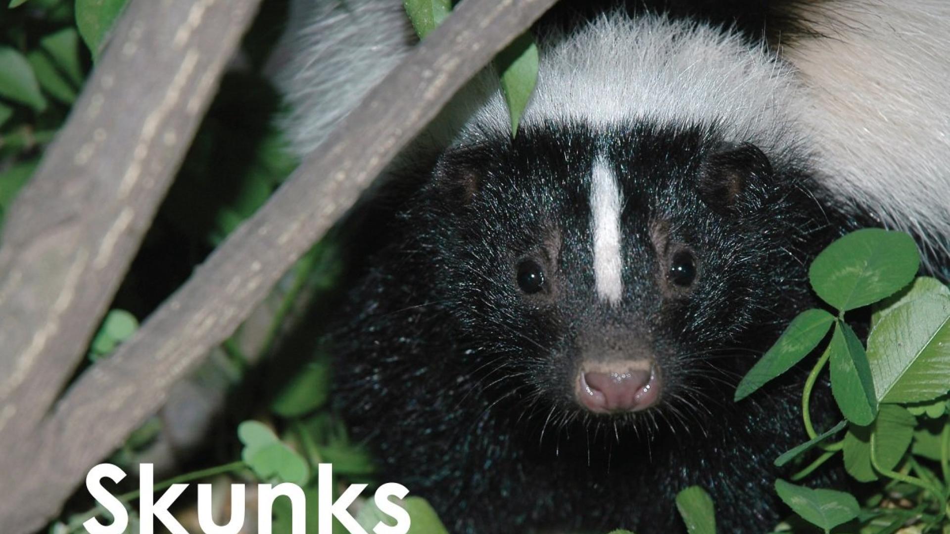The primary species of skunk seen in Thornton is the striped skunk. This is the familiar black skunk with the white stripe down its back.