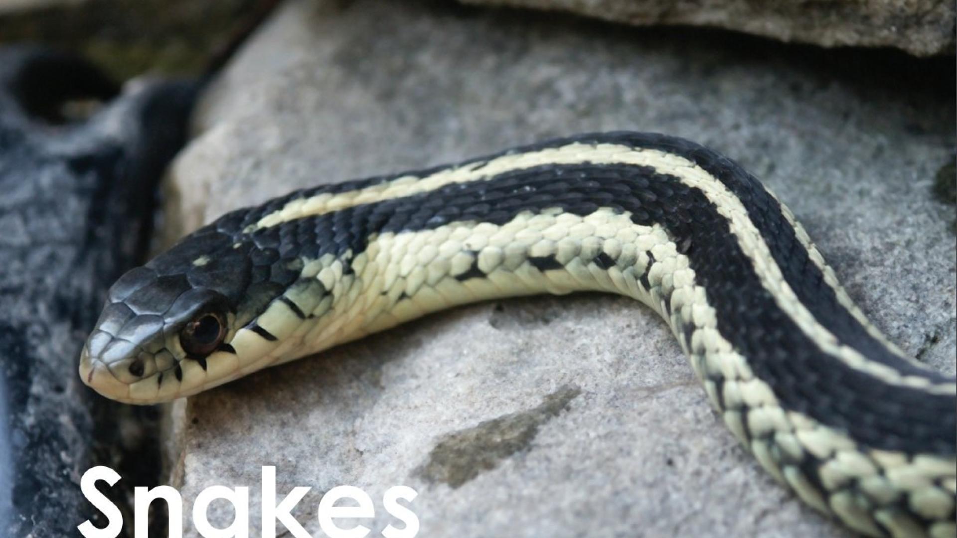 The two most common snakes seen in Thornton are the Garter snake and the Bullsnake. Both Garter snakes and Bullsnakes are smooth, with the head being the same diameter as the rest of its body.
