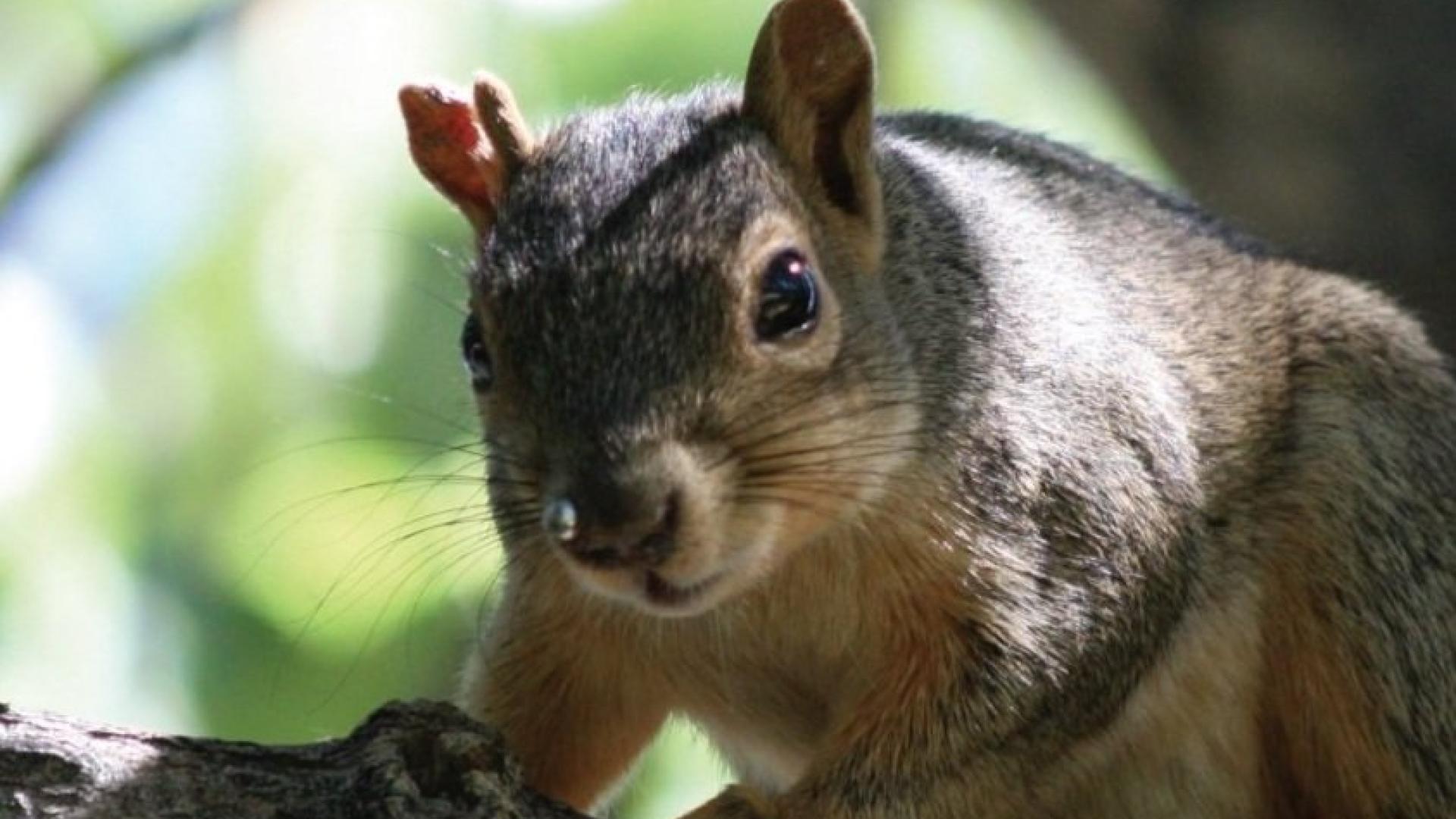 Fox Squirrel, Aberts squirrel, and the Pine squirrel all call Colorado their home. The most commonly seen squirrel in Thornton is the Fox Squirrel.