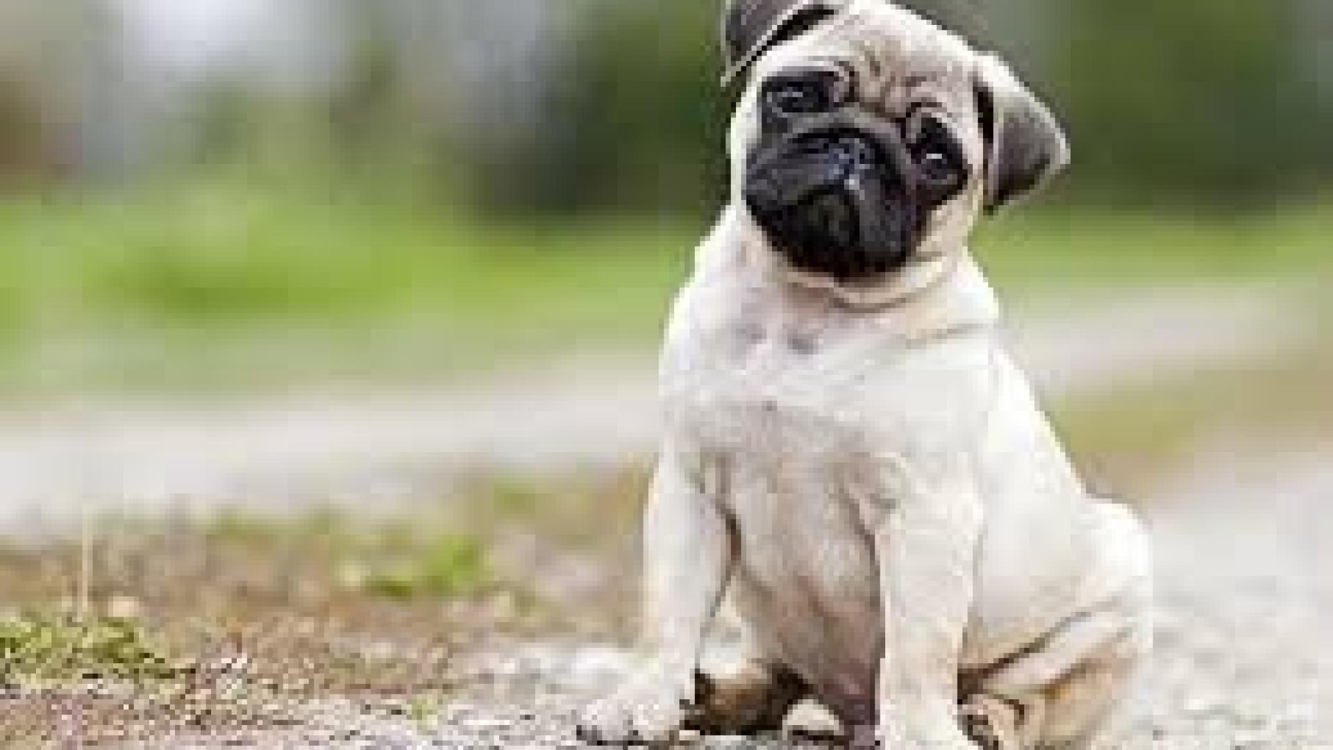 a small pug sitting on the road