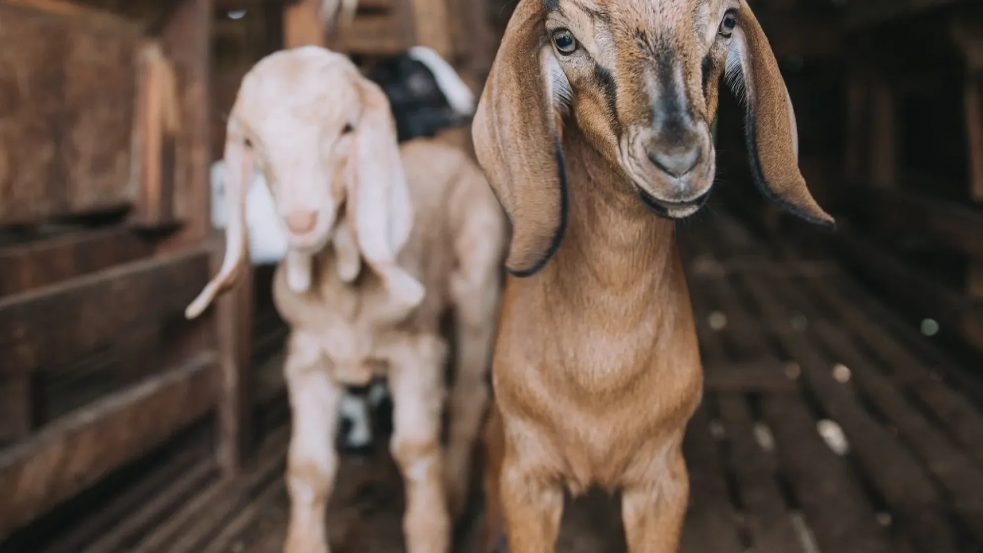 two-goats-in-barn