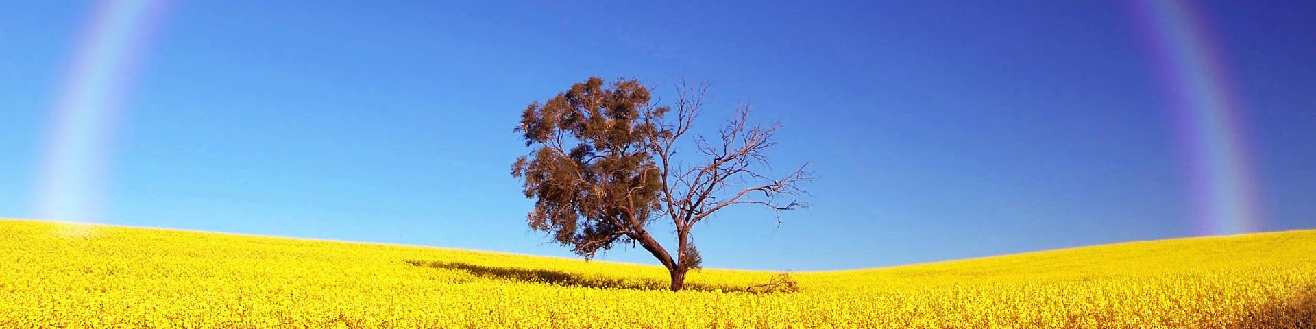 a single tree in a yellow field with a rainbow
