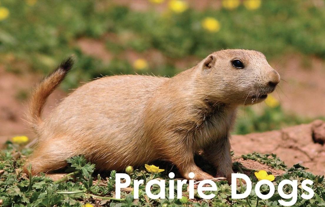 The most common prairie dog in Thornton is
the Black-Tailed Prairie Dog. These are the little tan animals commonly seen in short grass fields throughout the city.