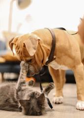 Dog sniffs playful cat indoors.