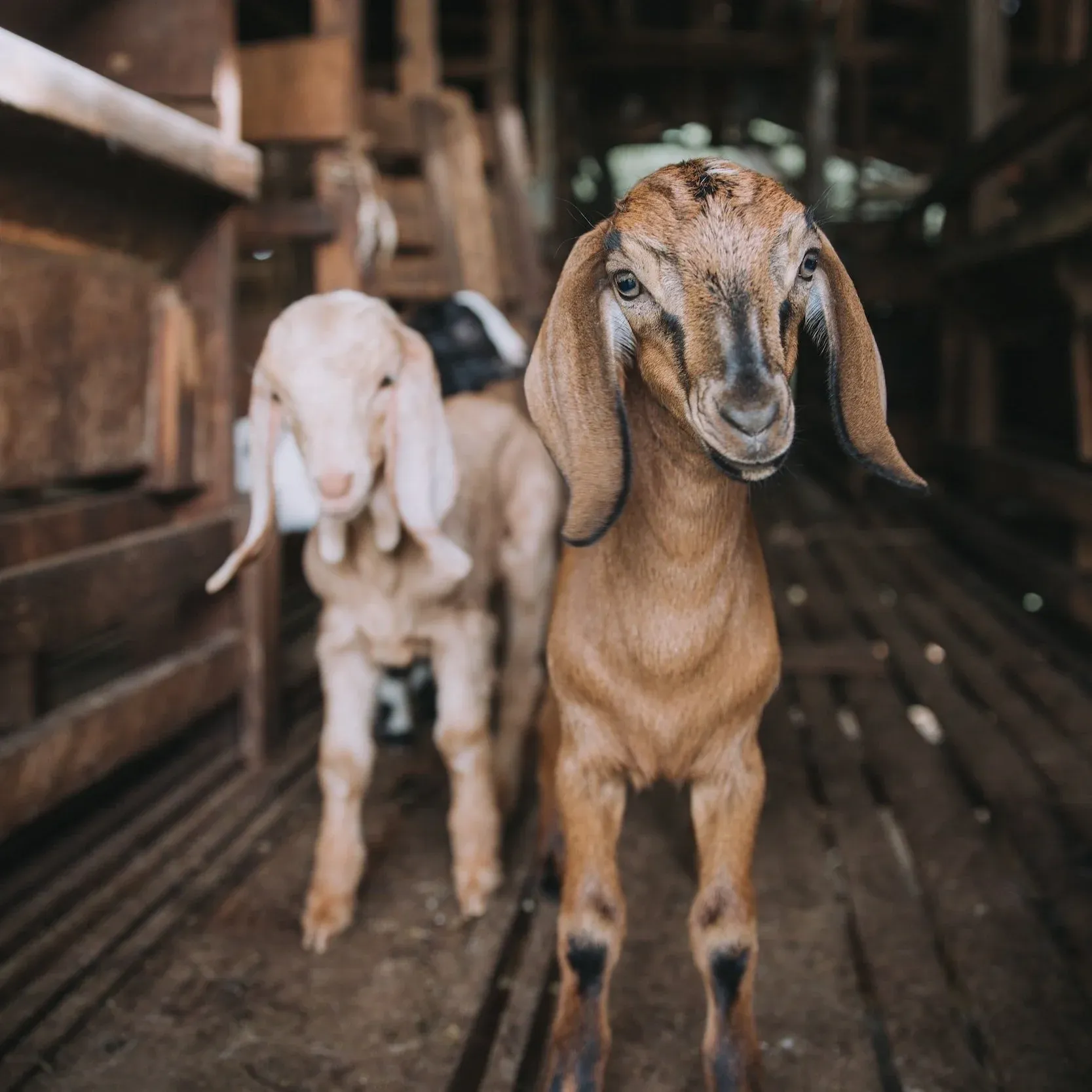 two-goats-in-barn